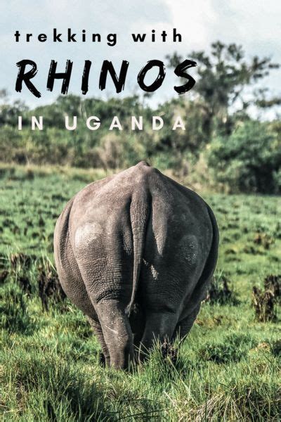 How To Trek With Wild Rhinos In Uganda At Ziwa Rhino Sanctuary