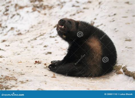 Wolverine On Snow Royalty Free Stock Photos - Image: 28881118