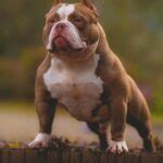 Caracter Sticas Do American Bully Pocket American Bully Pocket