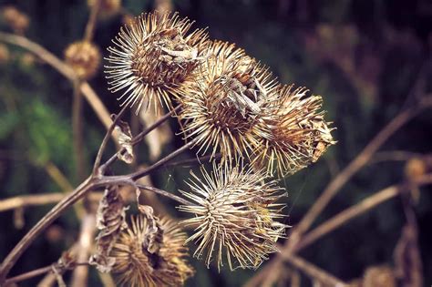 Dying Back CommonWealth Holistic Herbalism