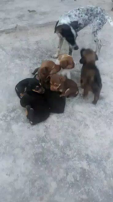 Red De Apoyo Canino On Twitter Estos Cachorritos No Tienen Perrarina