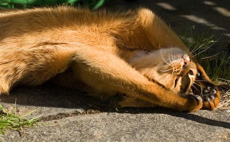 Как помочь кошке в жаркую погоду - ZooPicture.ru