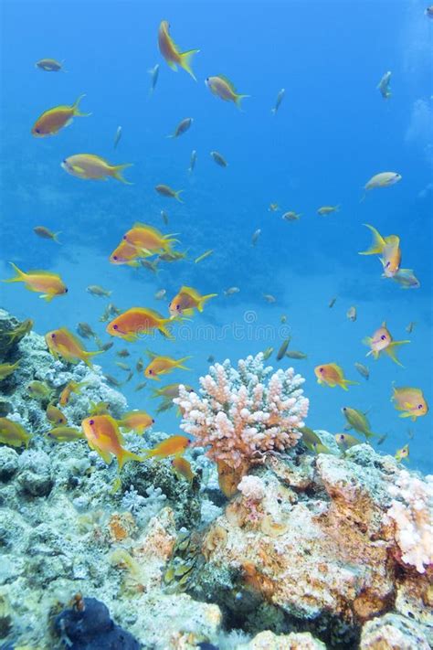 Korallenriff Mit Masse Von Fische Scalefin Anthias Im Tropischen Meer