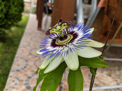 138 Best Passionflower Images On Pholder Gardening Druggardening And