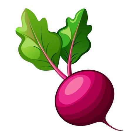 Premium Vector Vector Of A Beetroot Illustration On White