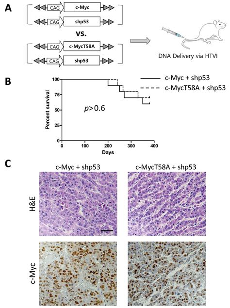 C Myc Driven Hepatocarcinogenesis Anticancer Research