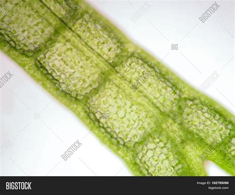 Aquatic Plant Cell Image And Photo Free Trial Bigstock