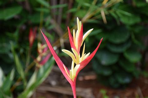 Variegated Heliconia Psittacorum Lady Di Queen Elizabeth Ii Royal