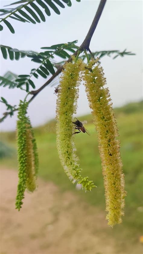 Honey Bees Stock Images and Pictures in Nature Stock Image - Image of ...