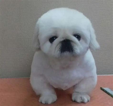 18 Best Pekingese Haircuts For Dog Lovers The Paws Pekingese