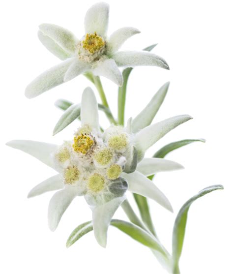 Edelweiss Png Transparent Image Download Size 510x600px