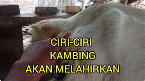 Ciri Ciri Kambing Hamil Tua Dan Akan Melahirkan Youtube