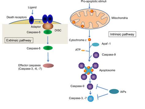 Intrinsic Apoptosis Pathway