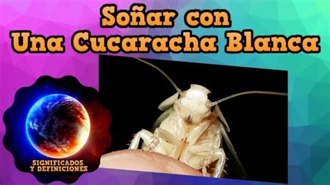 El Sorprendente Significado Espiritual Detr S De La Cucaracha Blanca