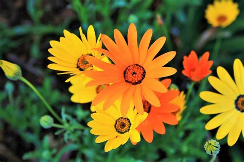 1000 Seeds Mixed African Daisy Daisies Dimorphotheca Marigold Flower