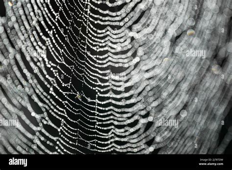 Macro Photography Of Spider Web Covered With Small Dew Drops Close Up