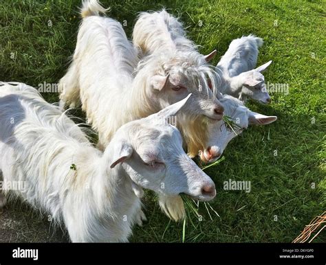 Goats Chewing Grass Stock Photo Alamy