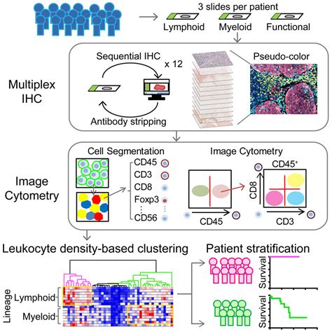 Quantitative Multiplex Immunohistochemistry Reveals Myeloid Inflamed Tumor Immune Complexity