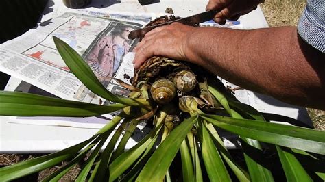 Repotting And Dividing Cymbidium Orchids Youtube