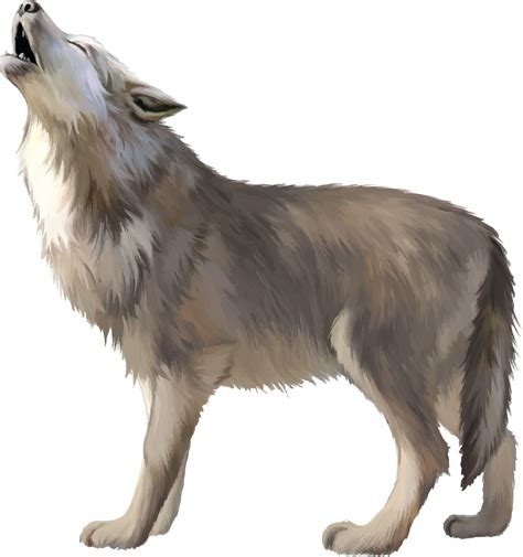 Ilustração Lobo PNG