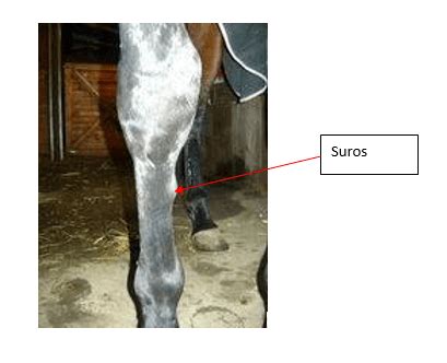 Conseil V T Rinaire Blog Suros Chez Le Cheval Sympt Mes Causes