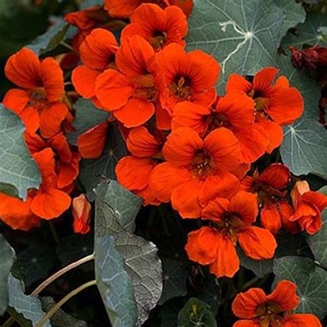 15 of the Best Nasturtium Varieties | Gardener’s Path