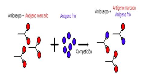 T Cnicas Inmunol Gicas Importantes Abril