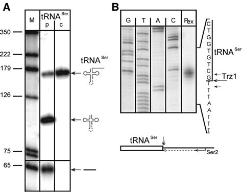 TRNA 3 Processing In Yeast Involves TRNase Z Rex1 And Rrp6