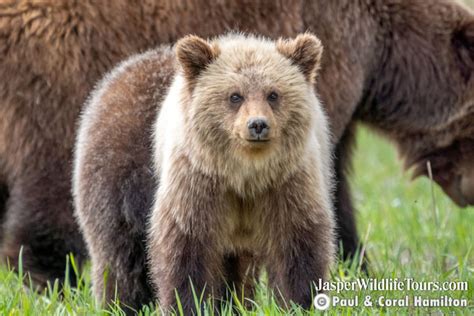 Jasper Wildlife Tours