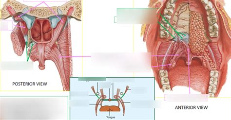 The Soft Palate Diagram Quizlet