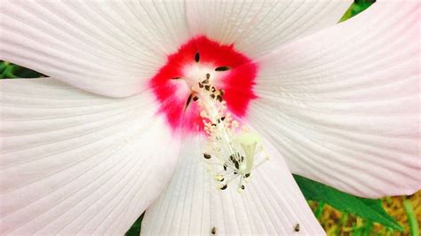 Aphids On Hibiscus Here S How To Get Rid Of Them