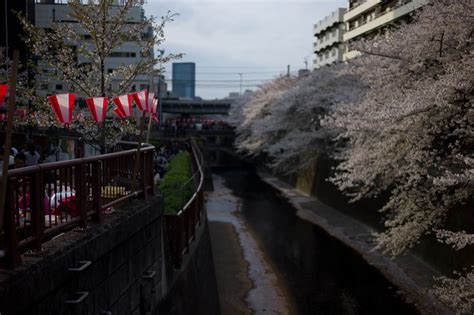 Cherry Blossoms on Meguro River — ShootTokyo