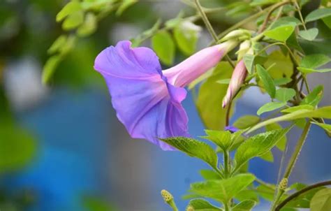 Wallpaper Flower Leaves Lilac Stems Garden Liana Bindweed