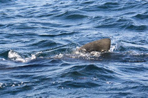 Eyemocean Scottish Basking Sharks Are Back