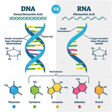 RNA translation as process of transcription of DNA to RNA outline ...