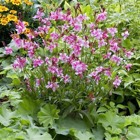 Gaura Lindheimeri Siskiyou Rosa Compre Barato Em Plantazon Pt