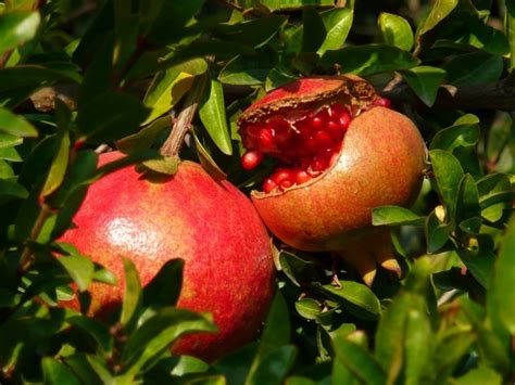 A szobai futóka Epipremnum aureum jellemzői gondozása szaporítása