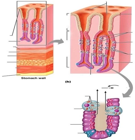 Stomach lining structures Diagram | Quizlet