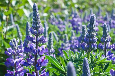 Arctic Lupin Native Wildflower In Alaska Dave Walsh Photographer