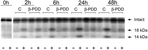 Regulation Of Igfbp 4 Protease Activity Time Dependent Effect Of