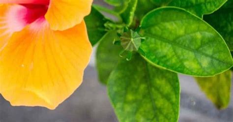 7 Reasons For Hibiscus Leaves Turning Yellow [details]