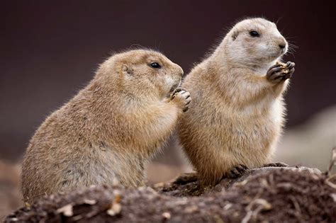 Prairie Dog Kids Britannica Kids Homework Help