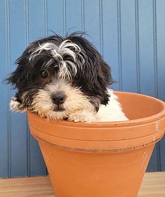 Sedalia CO Shih Tzu Poodle Miniature Meet Nickel A Pet For