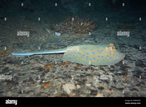 Bluespotted Ribbontail Ray Taeniura Lymma Resting On The Wreck Of The