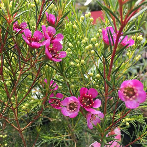 Chamelaucium uncinatum 'Local Hero'... - Bulleen Art & Garden | Facebook