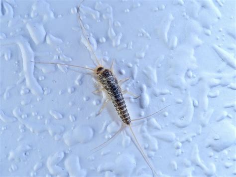 Silverfish In The Bathroom Pestcheck Pest Control Blog