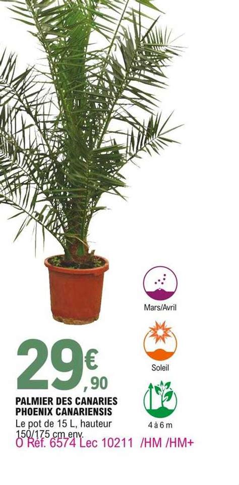 Promo Palmier Des Canaries Phoenix Canariensis Chez E Leclerc