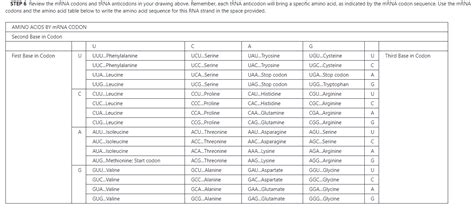 Solved EXERCISE 10 PROTEIN SYNTHESIS Work with a partner to | Chegg.com 