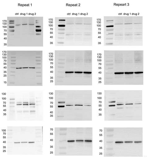 Western Blot实验 上海逐一生物科技有限公司