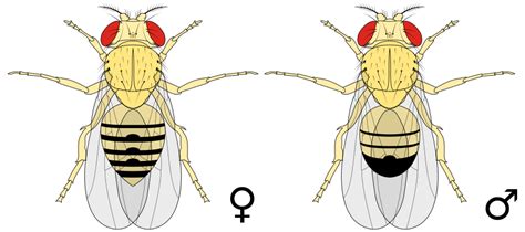 A Courtship Duet Drosophila Melanogaster Ray Cannon S Nature Notes